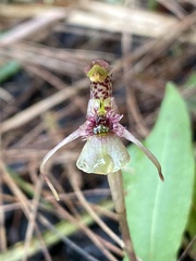 Chiloglottis