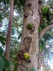 Annona