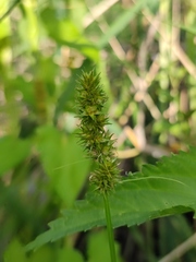 Carex otrubae