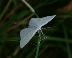 Scopula immutata