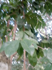 Annona