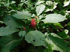 Phytolacca acinosa
