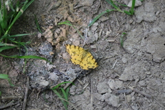 Pseudopanthera macularia