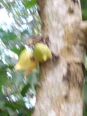 Annona