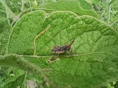 Sphenarium purpurascens