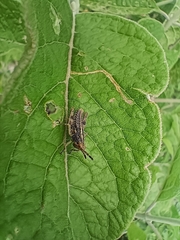 Sphenarium purpurascens