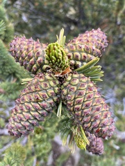 Pinus aristata