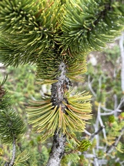 Pinus aristata
