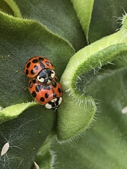 Harmonia axyridis