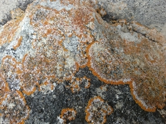 Teloschistaceae