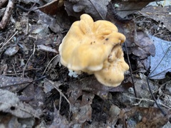 Cantharellus lateritius