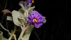 Solanum orbiculatum