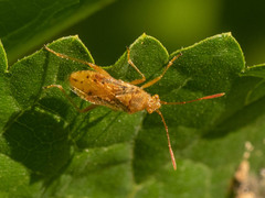 Rhopalus maculatus