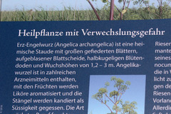 Angelica archangelica