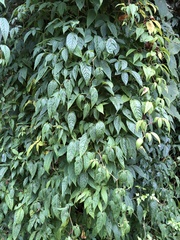 Pseudocayratia pengiana