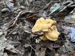Cantharellus lateritius