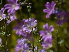 Malva weinmanniana