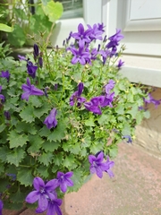 Campanula poscharskyana