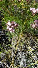 Serruria fasciflora