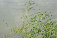 Sesbania cannabina