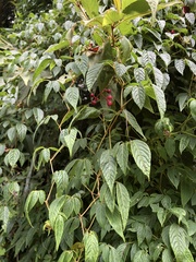 Pseudocayratia pengiana