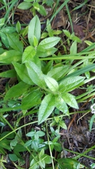 Cerastium pauciflorum