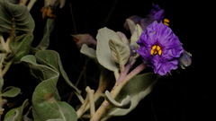 Solanum orbiculatum