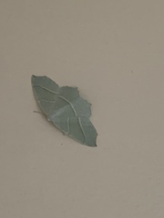 Campaea margaritaria