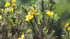 Ulex europaeus
