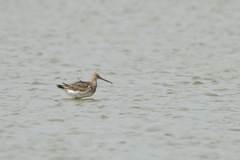 Limosa limosa