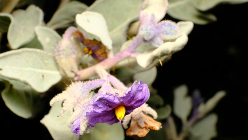 Image of Flannel Bush (Solanum lasiophyllum) by (c) Peter Crowcroft, some rights reserved (CC BY)