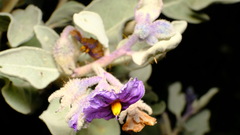 Solanum orbiculatum