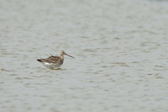 Limosa limosa