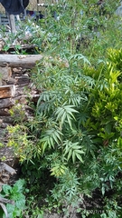 Tagetes