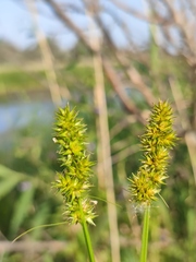 Carex otrubae
