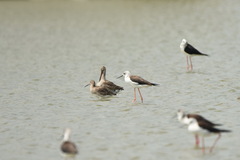 Limosa limosa