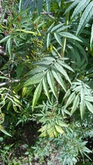 Tagetes