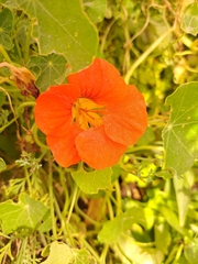 Tropaeolum majus