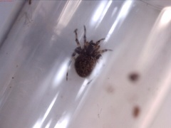 Dipoena melanogaster