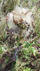 Cirsium acaule esculentum