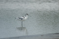 Recurvirostra avosetta