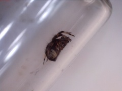 Dipoena melanogaster