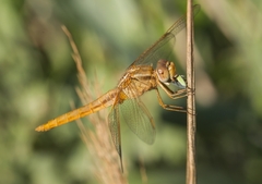 Draeculacephala robinsoni