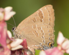 Satyrium caryaevorus