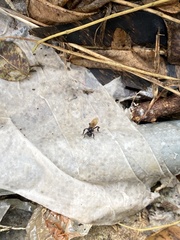 Trigona fulviventris