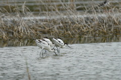 Recurvirostra avosetta