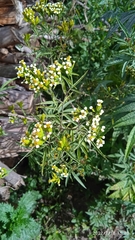 Tagetes