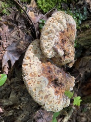 Pseudoinonotus