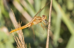 Draeculacephala robinsoni