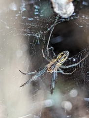 Mecynogea lemniscata